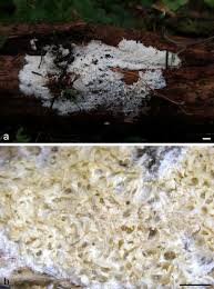 Attēlu rezultāti vaicājumam “Trechispora mollusca”