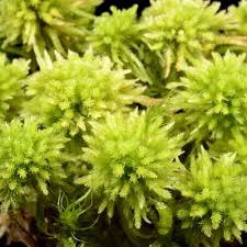 Attēlu rezultāti vaicājumam “Sphagnum wulfianum”