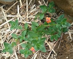 Attēlu rezultāti vaicājumam “Anagallis arvensis leaf”