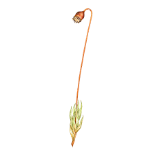 Attēlu rezultāti vaicājumam “Pohlia cruda sporophyte”