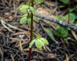 Attēlu rezultāti vaicājumam “Pyrola chlorantha”
