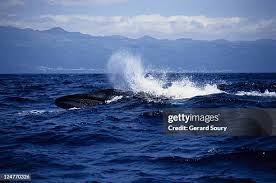 Image result for Balaenoptera borealis