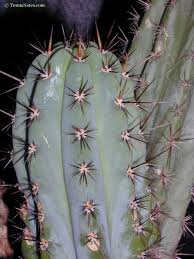 Attēlu rezultāti vaicājumam “Trichia contorta macro”