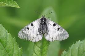 Attēlu rezultāti vaicājumam “Parnassius mnemosyne underside”