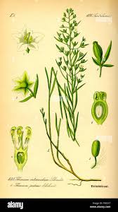 Attēlu rezultāti vaicājumam “Thesium ebracteatum leaf”