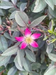 Attēlu rezultāti vaicājumam “Rosa glauca”