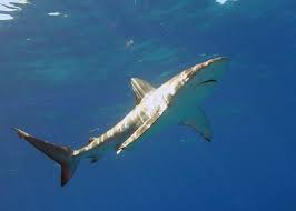 Image result for Carcharhinus