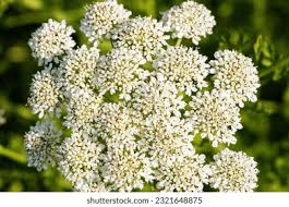 Attēlu rezultāti vaicājumam “Umbelliferae”