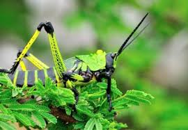 Attēlu rezultāti vaicājumam “Mamestra brassicae exuvia”