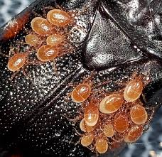 Attēlu rezultāti vaicājumam “Poecilochirus sp.”
