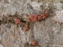 Attēlu rezultāti vaicājumam “Craterocolla cerasi”