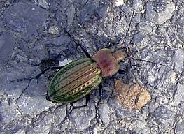 Attēlu rezultāti vaicājumam “Carabus cancellatus”