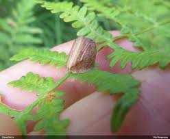 Attēlu rezultāti vaicājumam “Didea alneti”