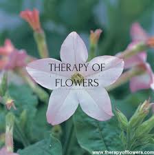 Image result for Nicotiana x sanderae