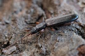 Attēlu rezultāti vaicājumam “Dendrophagus crenatus”