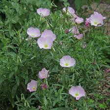 Image result for Nachtkerze