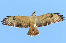 Attēlu rezultāti vaicājumam “Buteo buteo”