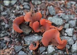 Attēlu rezultāti vaicājumam “Tremiscus helvelloides”