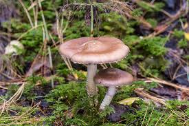 Attēlu rezultāti vaicājumam “Stropharia hornemannii”