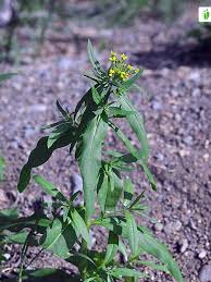 Attēlu rezultāti vaicājumam “Erysimum cheiranthoides leaf”