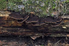 Attēlu rezultāti vaicājumam “Ischnoderma benzoinum”