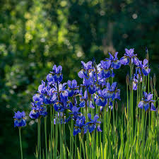 Attēlu rezultāti vaicājumam “Iris sibirica flower”
