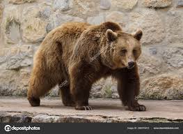 Attēlu rezultāti vaicājumam “Ursus arctos”