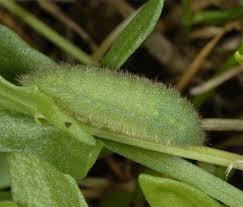 Attēlu rezultāti vaicājumam “Lycaena hippothoe underside”