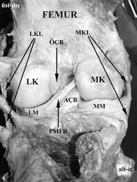 Image result for b%FD%E7ak anatomisi