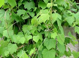 Attēlu rezultāti vaicājumam “Menispermum dauricum leaf”