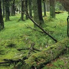 Attēlu rezultāti vaicājumam “Laurilia sulcata”