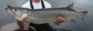 Image result for Esox masquinongy