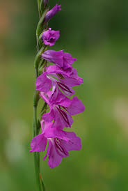 Attēlu rezultāti vaicājumam “Gladiolus imbricatus”