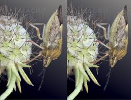 Attēlu rezultāti vaicājumam “Carpocoris sp. nymph”