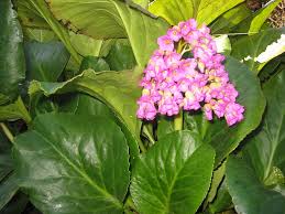 Image result for Bergenie