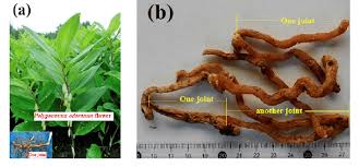 Attēlu rezultāti vaicājumam “Polygonatum odoratum bud”