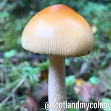Attēlu rezultāti vaicājumam “Amanita crocea”