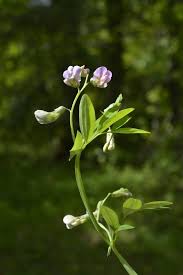 Attēlu rezultāti vaicājumam “Lathyrus”