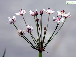 Attēlu rezultāti vaicājumam “Butomus umbellatus fruit”