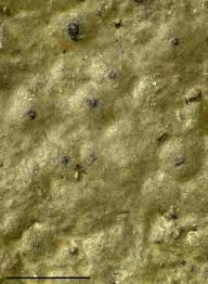 Attēlu rezultāti vaicājumam “Verrucaria hydrela”