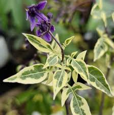 Attēlu rezultāti vaicājumam “Solanum dulcamara flower”