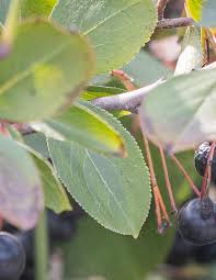 Attēlu rezultāti vaicājumam “Aronia melanocarpa leaf”