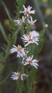 Image result for Aster lanceolatus