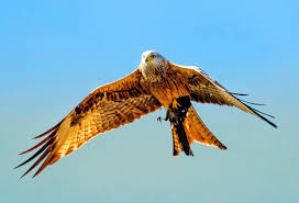 Image result for Kite Ireland