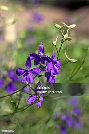 Attēlu rezultāti vaicājumam “Consolida regalis leaf”