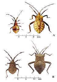 Attēlu rezultāti vaicājumam “Coreus marginatus imago”