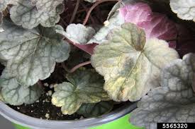 Image result for Heuchera `Swirling Fantasy`