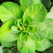 Attēlu rezultāti vaicājumam “Euphorbia helioscopia leaf”
