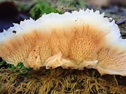 Attēlu rezultāti vaicājumam “Tremiscus helvelloides”