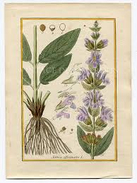 Image result for Salvia officinalis
